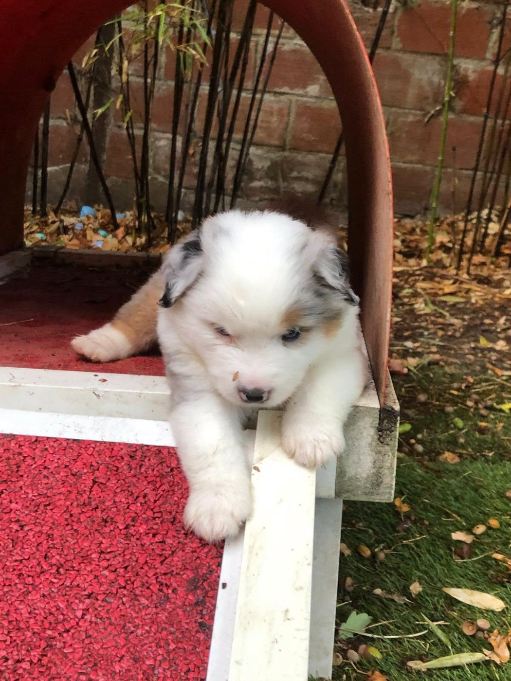 de l'Anse Royale - Chiots disponibles - Berger Américain Miniature 