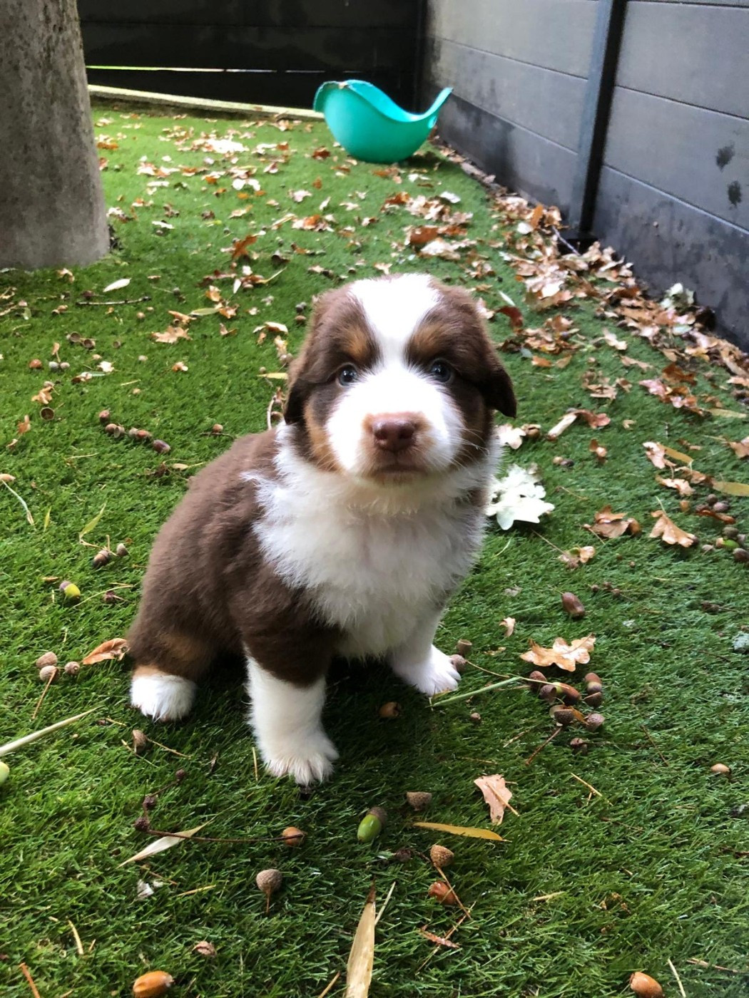 de l'Anse Royale - Chiots disponibles - Berger Américain Miniature 