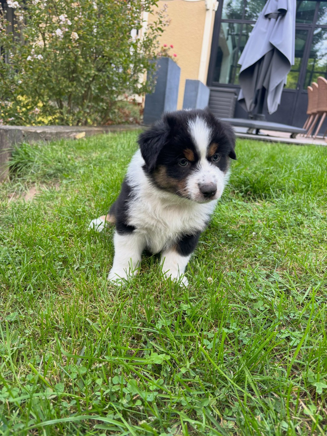 de l'Anse Royale - Chiots disponibles - Berger Américain Miniature 