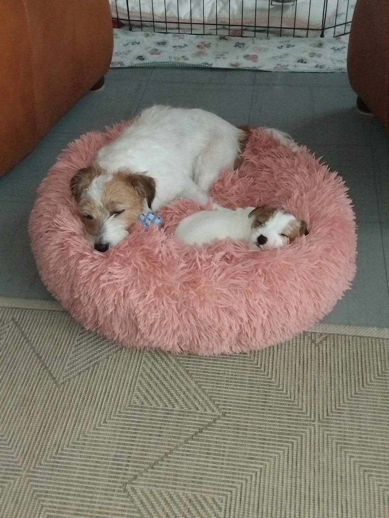 Chiot Jack Russell Terrier de l'Anse Royale