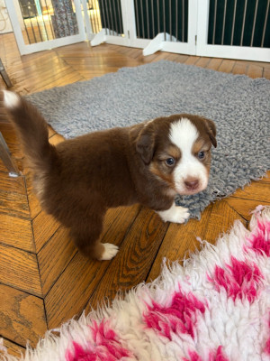 Brouky de l'Anse Royale